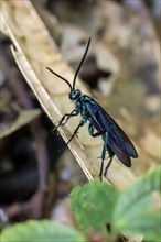 Blue mud wasp (Chalybion californicum), Mindo Forest Reserve, Mindo, Ecuador, South America