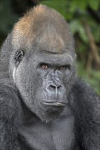 Western lowland gorilla (Gorilla gorilla gorilla) in the Réserve Lésio-Louna nature reserve, near