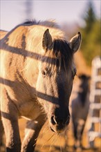 Horse in warm sunlight, eating hay near a fence, Black Forest, Germany, Europe