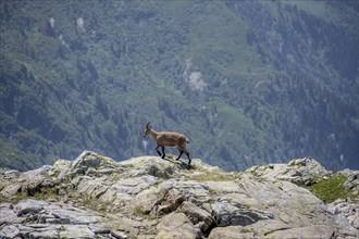 Alpine ibex (Capra ibex), on a rock, Aiguille Rouges, Chamonix, France, Europe