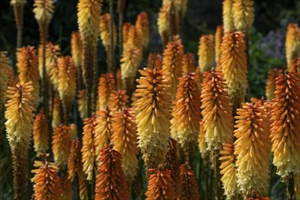 Bright orange and yellow torch lilies (Kniphofia), Royal Botanic Gardens (Kew Gardens), UNESCO