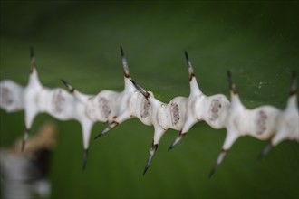 Close-up of sharp-edged thorns against a blurred background, Euphorbia, Princess of Wales