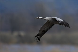 Common crane (Grus grus), Hornborga, Sweden, Europe