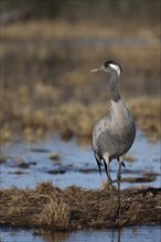 Common crane (Grus grus), Hornborga, Sweden, Europe