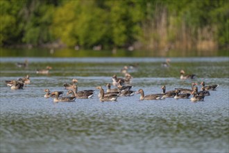 Greylag goose (Anser anser), many greylag geese swimming on a pond, Lower Saxony, Germany, Europe