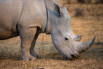 Southern white rhinoceros (Ceratotherium simum simum), rhino grazing in the evening light, animal