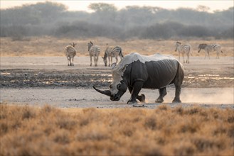 Southern white rhinoceros (Ceratotherium simum simum), rhino coming out of mud bath, stirring up