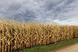 Cornfield in autumn, cloudy sky, Düsseldorf, North Rhine-Westphalia, Germany, Europe