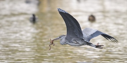 Grey heron (Ardea cinerea), flying with its prey, a frog in the Schabel, Middle Franconia, Germany,