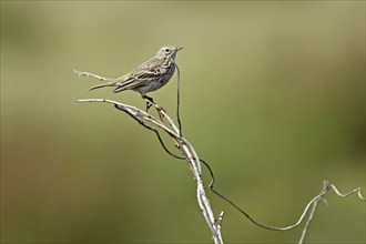 Meadow Pipit (Anthus pratensis), Texel, West Frisian Island, Province of North Holland, Netherlands