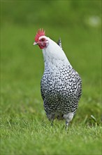 East Frisian Gull standing in a meadow, chicken breed with good utilisation characteristics, Texel,