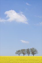 Yellow rape field with four walnut trees under a clear blue sky, Southern Palatinate, Palatinate,