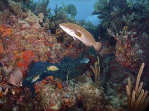 Tropical underwater world with some fish swimming through a typical Caribbean reef, including a