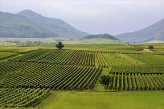 Green vineyards stretch out in front of hills under a cloudy sky, German or southern wine route,