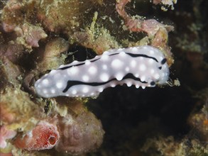 White nudibranch with black lines, Rudman's Phylidiella (Phyllidiella rudmani), warty snail, on