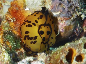 Yellow nudibranch with black spots, Martens flank gill (Tomoberthella martensi), in a colourful