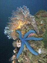 Blue starfish (blue Linckia laevigata) in a coral reef next to colourful soft corals, dive site