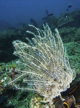 White feather star with fine rays, Bushy feather star, Variable feather star (Comaster schlegelii),