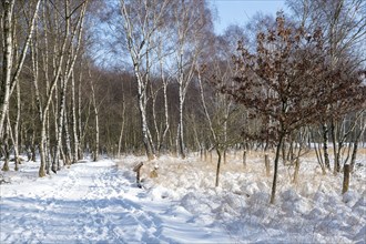 Snow-covered path through bare birch forest under a clear sky, Zwillbrocker Venn, nature reserve,