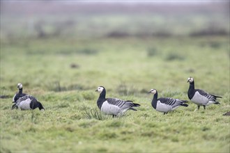 White-fronted Geese, Barnacle Geese (Branta leucopsis), East Frisia, Lower Saxony, Germany, Europe