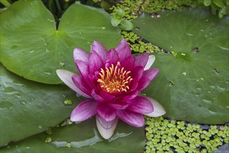 Red water lily (Nymphaea) on green leaves in a pond, duckweed, Baden-Württemberg, Germany, Europe