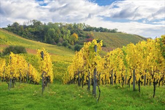 A vineyard in autumn with bright yellow leaves under a blue sky and gently rolling hills, Rems