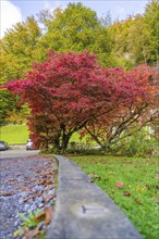 Large tree with bright red autumn leaves at the roadside, vibrant colours, Grandhotel Giessbach,