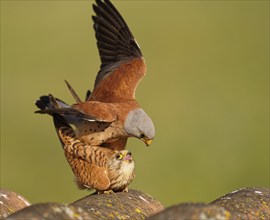 Pair of lesser kestrels (Falco naumanni), copula on the roof of an abandoned finca, Extremadura,