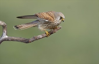 Female lesser kestrel (Falco naumanni) Dry branch, Extremadura, Spain, Europe