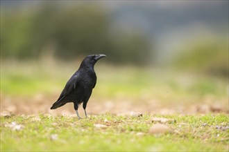 Common raven (Corvus corax) on a meadow in autumn, Pyrenees, Catalonia, Spain, Europe