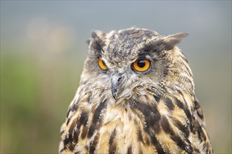 Portrait of an Eurasian eagle-owl (Bubo bubo), captive, Pyrenees, Catalonia, Spain, Europe