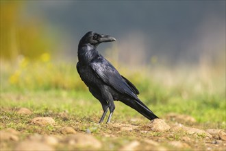 Common raven (Corvus corax) on a meadow in autumn, Pyrenees, Catalonia, Spain, Europe