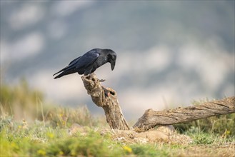 Common raven (Corvus corax) sitting on a dead branch, Pyrenees, Catalonia, Spain, Europe