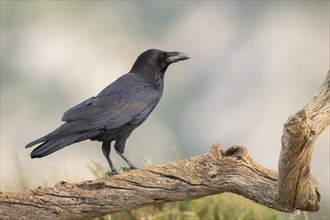 Common raven (Corvus corax) sitting on a dead branch, Pyrenees, Catalonia, Spain, Europe