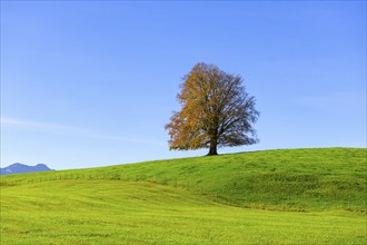 Single tree on a wide, green field in front of a blue sky, copper beech (Fagus sylvatica) in