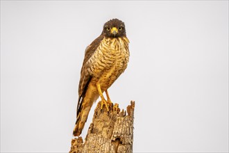 Common buzzard (Rupornis magnirostris), sitting on a dead tree stump, South Pantanal, Corumbá,