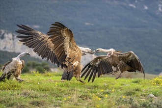 Griffon Vultures (Gyps fulvus) fighting on a flowering meadow in autumn, Pyrenees, Catalonia,