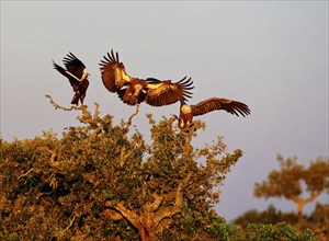 Spanish imperial eagle (Aquila adalberti) in first morning light with griffon vultures on a holm