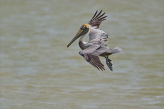 Brown Pelican, (Pelecanus occidentalis), Brown Pelican, approaching to fish in the sea, Flamingo,