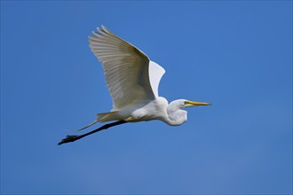 Great Egret (Egretta alba), flying against the blue sky, Black Point Wildlife Drive, Titusville,