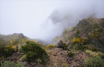 A mountain with hiking trail covered in fog and clouds with blooming Cytisus shrubs. Near Pico de