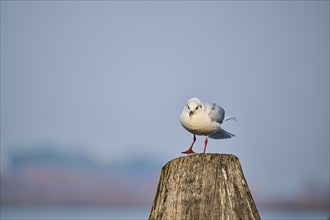 Black-headed gull (Chroicocephalus ridibundus) sitting on a wood, Venice, Italy, Europe