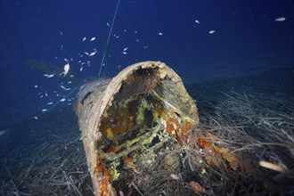 Rusty cockpit of a submerged aircraft wreck surrounded by seagrass, Neptune grass (Posidonia