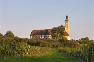 Baroque church rises above green vineyards in the hills at sunset, Birnau pilgrimage church on Lake