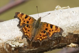 Comma butterfly (Polygonia c-album) adult insect resting on a tree branch in the summer, England,