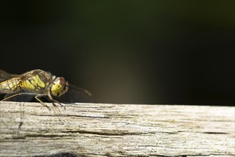 Common darter dragonfly (Sympetrum striolatum) adult female insect on a wooden fence in the summer,