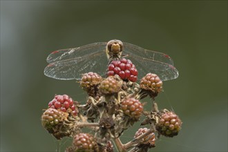 Common darter dragonfly (Sympetrum striolatum) adult male insect on a blackberry fruit in the