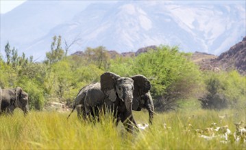 African elephant (Loxodonta africana), herd of desert elephants in the green Ugab river valley,