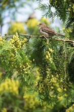 House sparrow (Passer domesticus), house sparrow, sparrow, female sitting on a green branch, Thuja