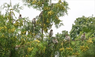 House sparrows (Passer domesticus), house sparrow, sparrow, male and female sitting on green